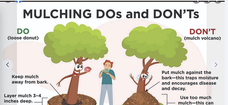 mulching dos and donts