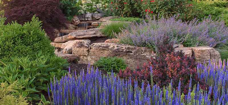 landscape plants and rocks