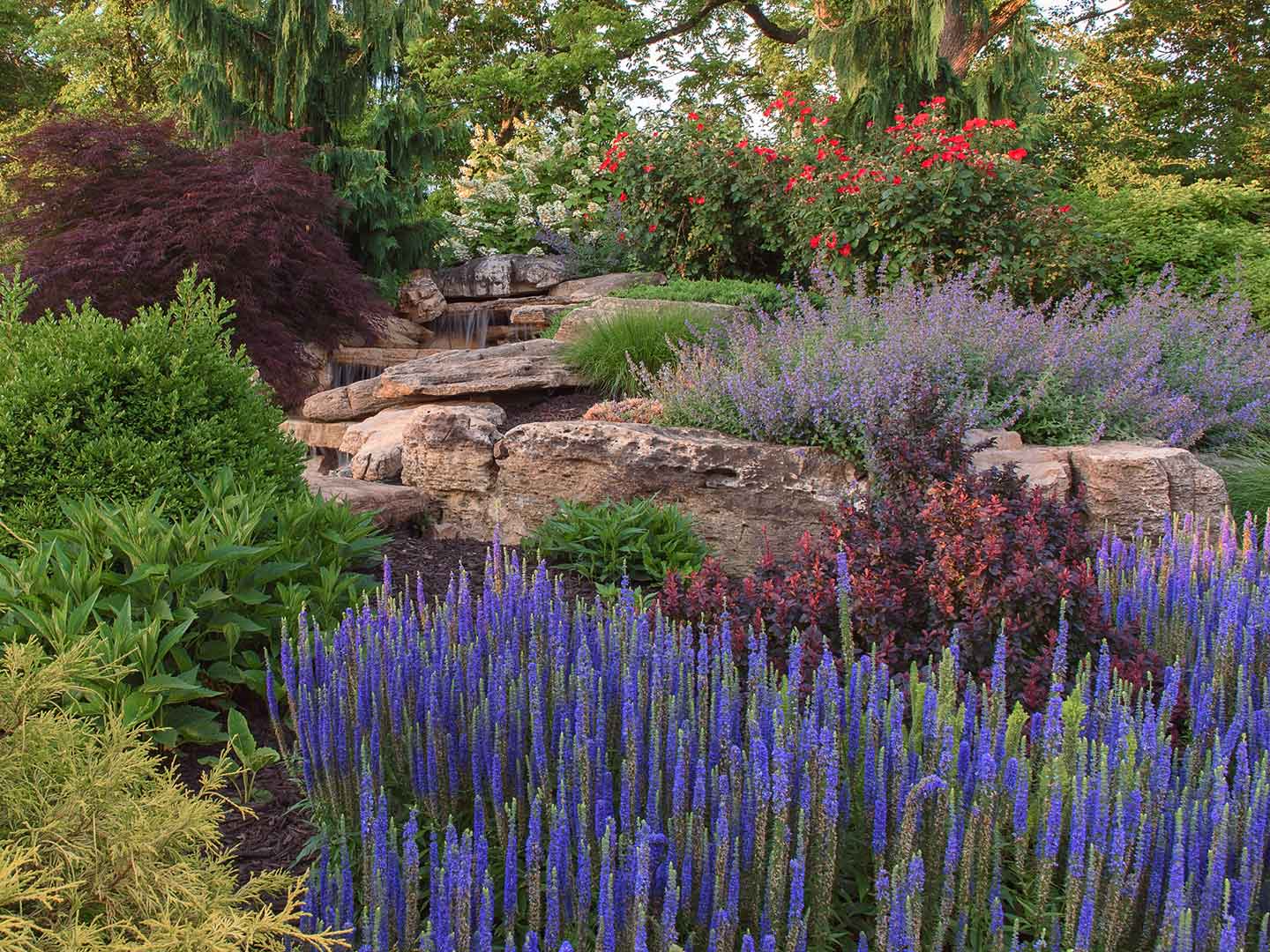 landscape plants and rocks