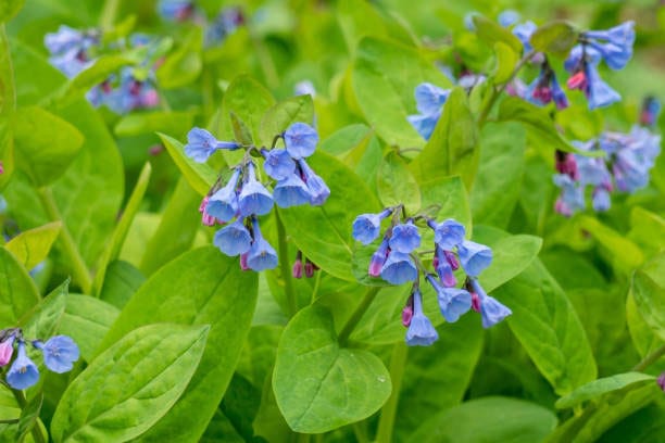 Virginia bluebells