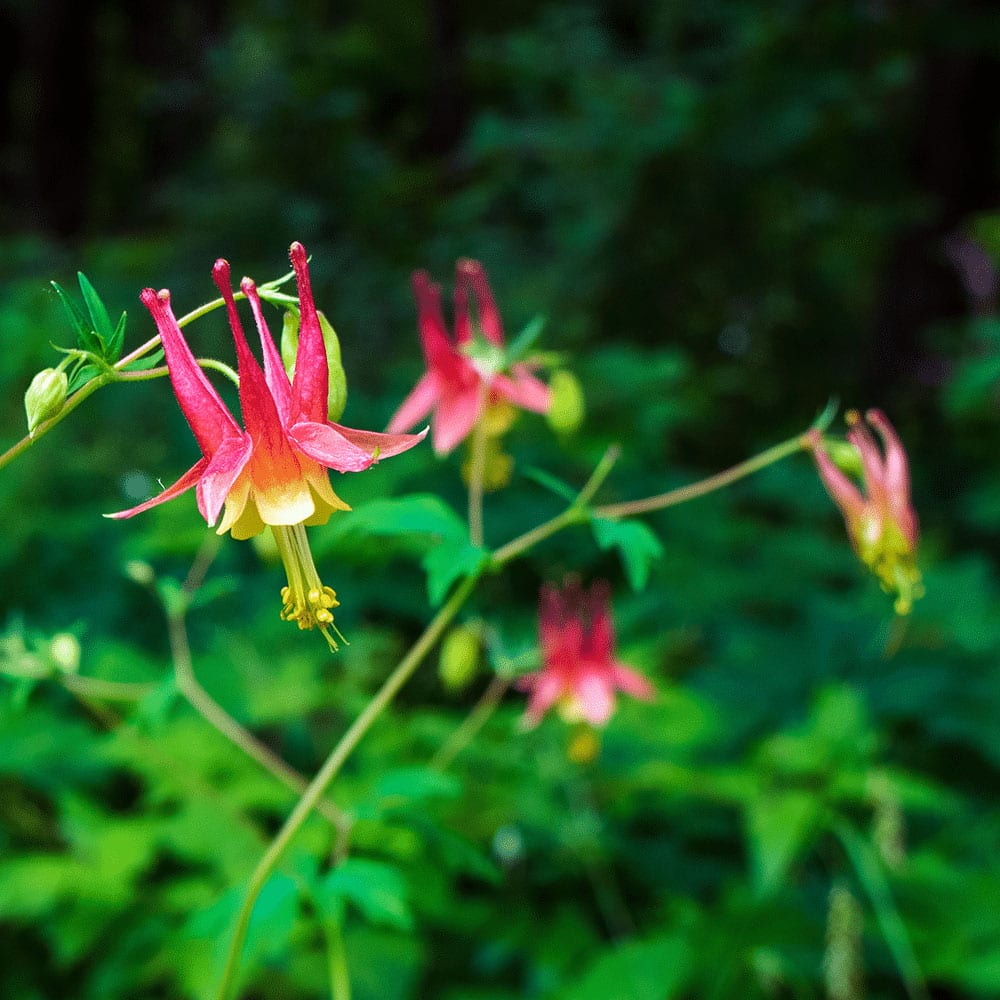 columbine flowers