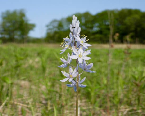 wild hyacinth (Camassia scilloides) flowers