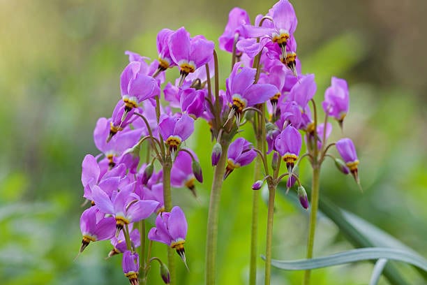 Shooting star (Dodecatheon meadia) flowers