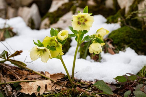 Lenten roses (Helleborus x hybridus) flowers