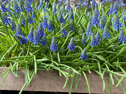 Grape hyacinths (Muscari armeniacum) flowers