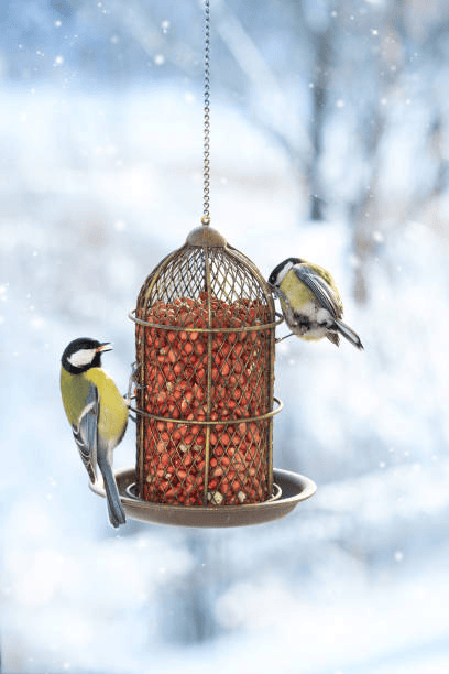 bird feeder